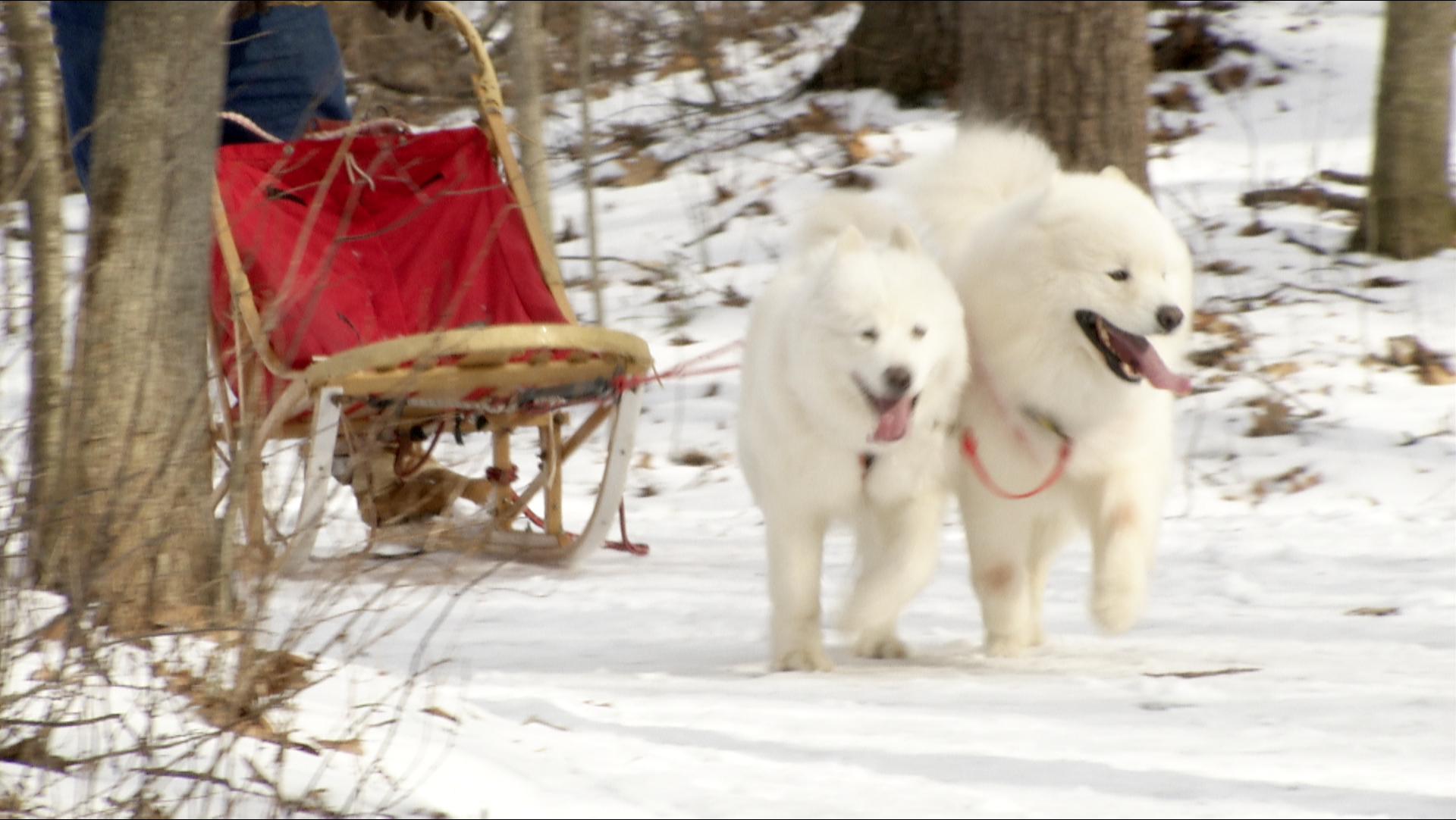 Sled Dogs, Snow Shoes, and a Toasty Fire